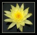 © Bloemen en planten 6 